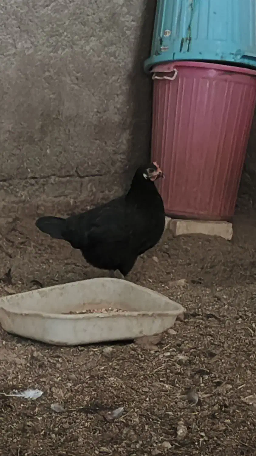 خروس  و مرغ سیاه  عربی|حیوانات مزرعه|حمیدیه, |دیوار