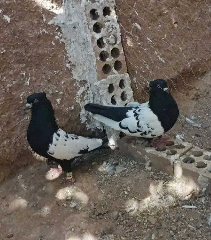 کفتر|پرنده|بندرلنگه, |دیوار