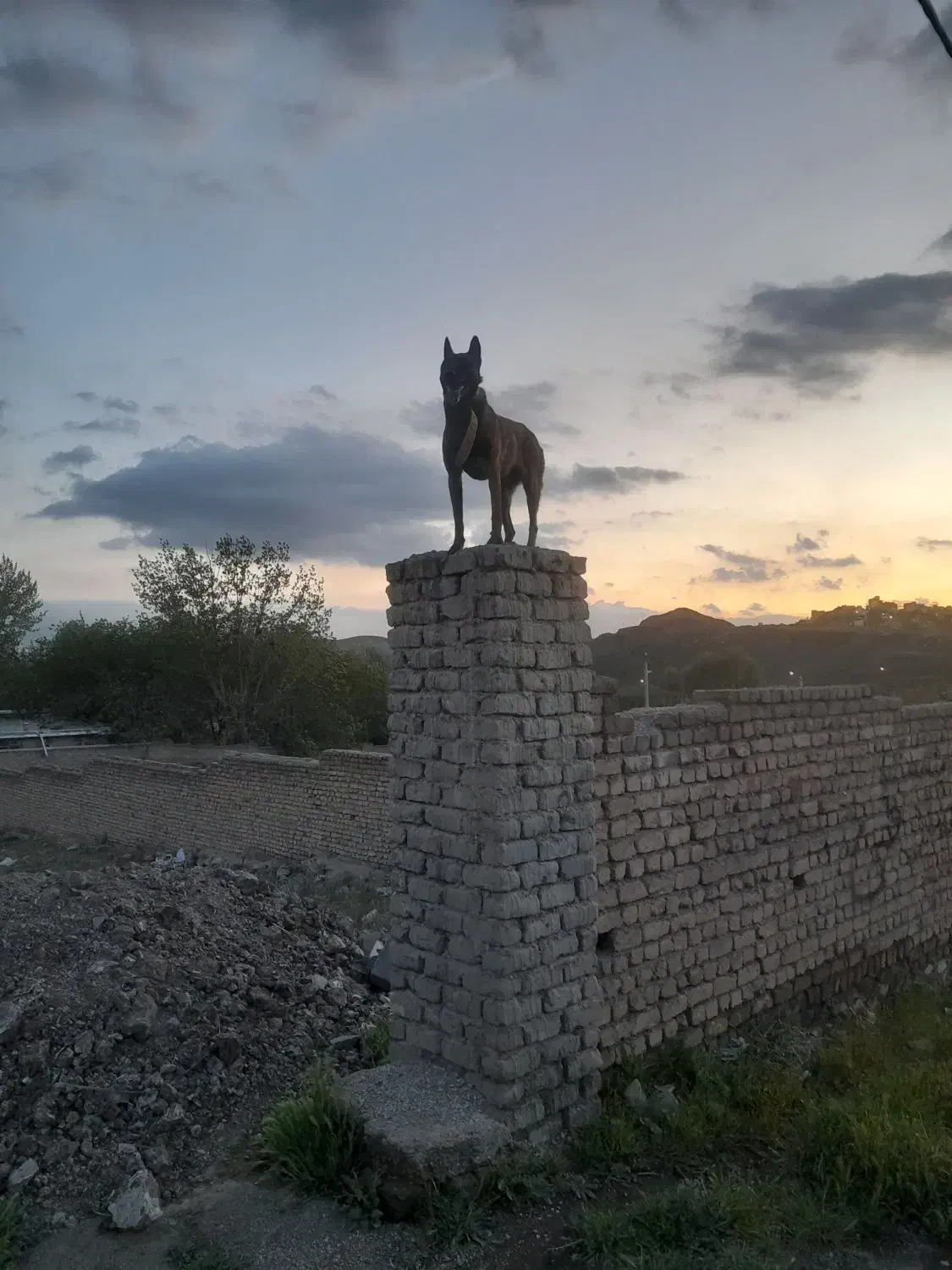 سگ مالینویز|سگ|بومهن, |دیوار