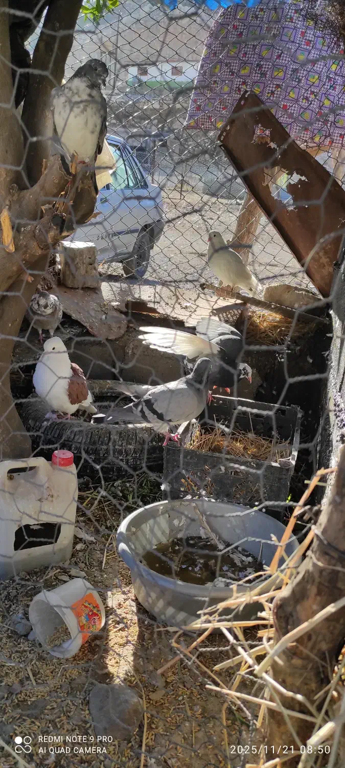 کفتر کبوتر|پرنده|پلدختر, |دیوار