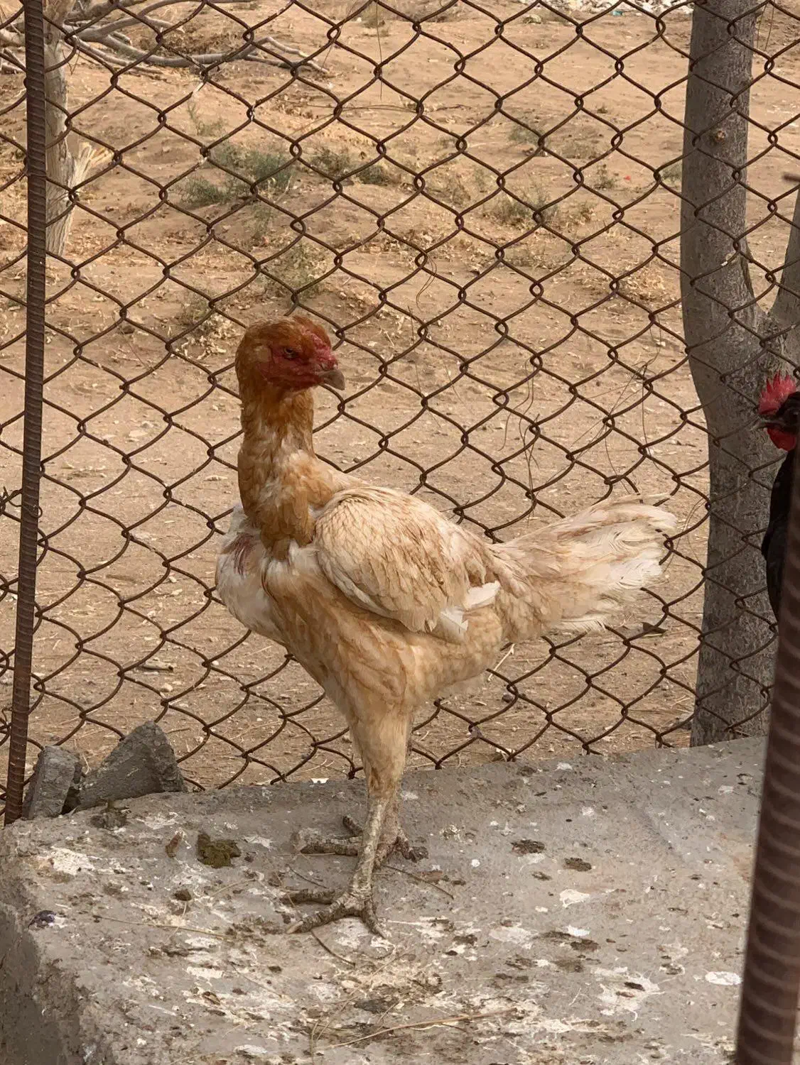 مرغ لاری|حیوانات مزرعه|تایباد, |دیوار