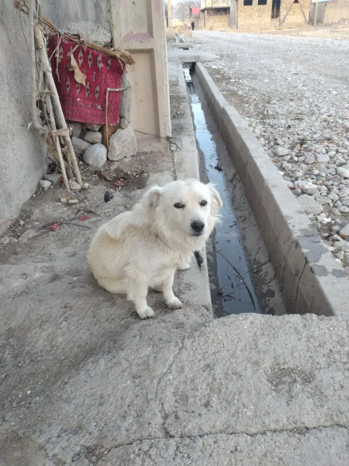 سگه|سگ|بروجرد, |دیوار