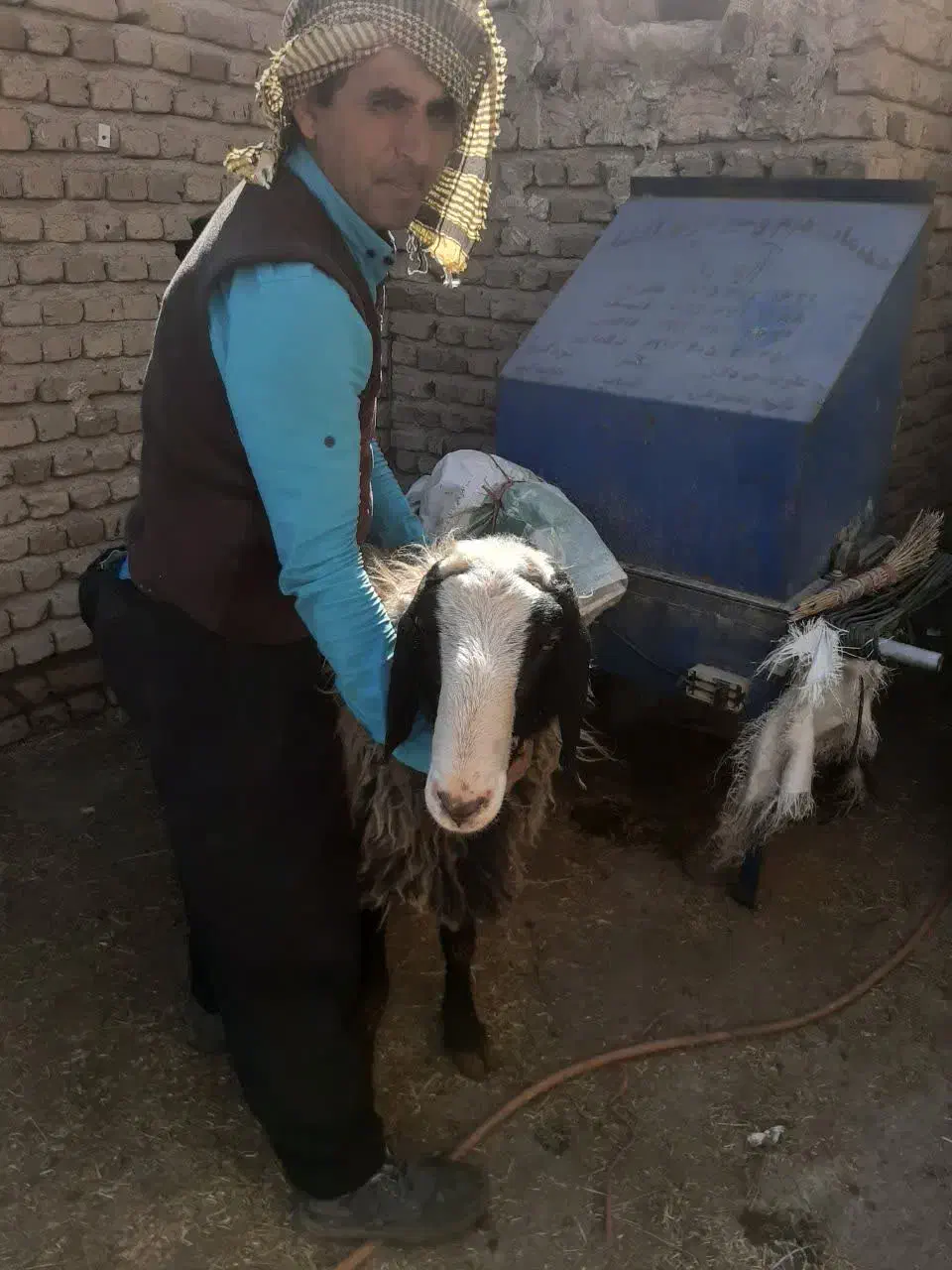 قوچ فروشی|حیوانات مزرعه|تنکمان, |دیوار