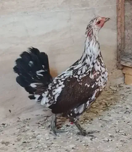 مرغ گلین.|حیوانات مزرعه|خمینی‌شهر, |دیوار