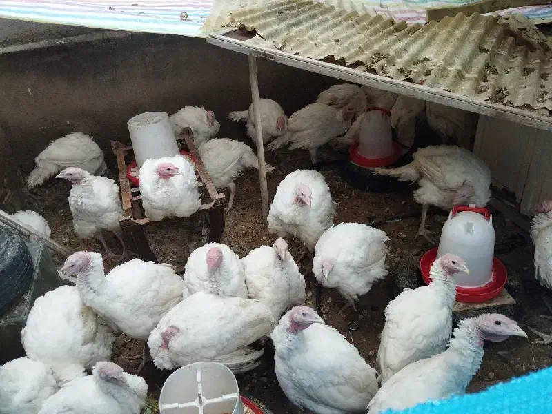 فروش بوقلمو|حیوانات مزرعه|گنبد کاووس, |دیوار