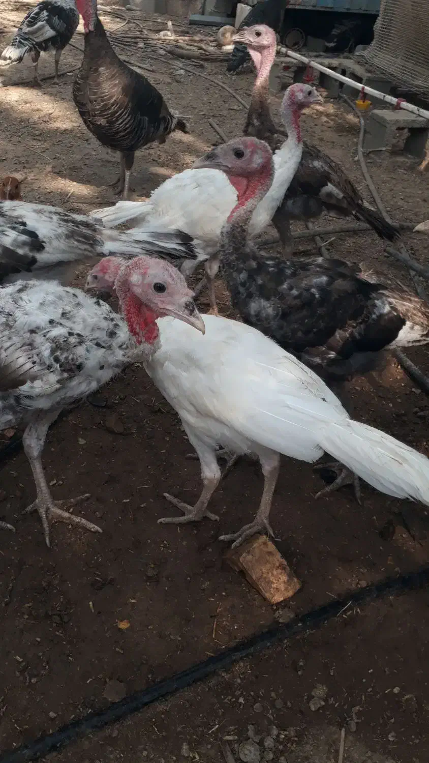 بوقلمون سرحال و چاق|حیوانات مزرعه|رامهرمز, |دیوار