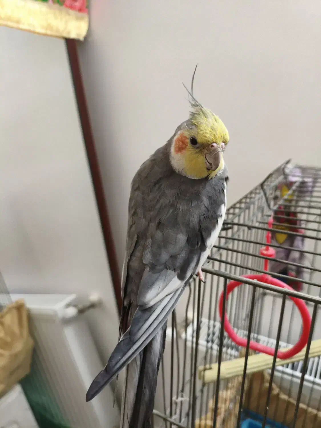 مرغ عروس عروس هلندی نر|پرنده|آران و بیدگل, |دیوار