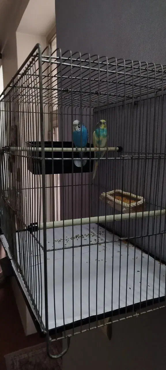 مرغ عشق با قفس و تجهیزات|پرنده|خوی, |دیوار