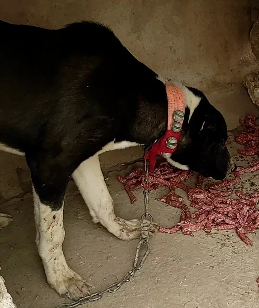 واگذاری توله نر سگ افغان اصیل گله ای ونگهبان|سگ|مشهد, امامیه (شهرک غرب)|دیوار