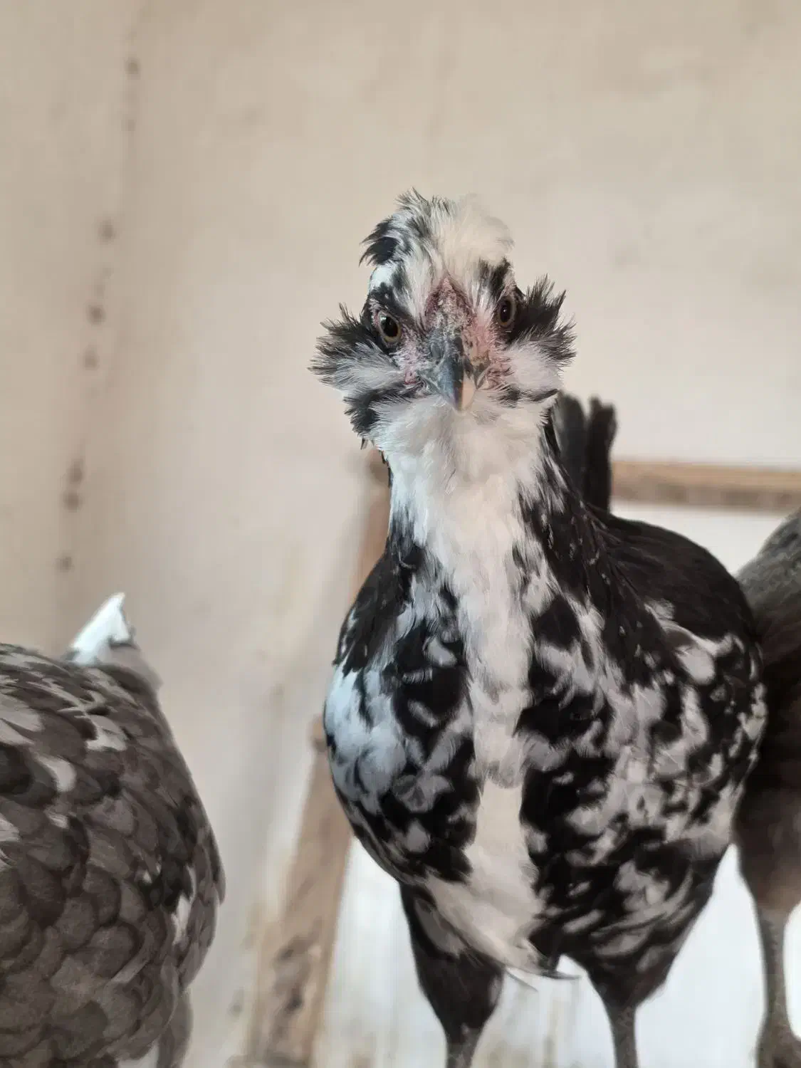 نیمچه و خروس گلین|حیوانات مزرعه|جوادآباد, |دیوار