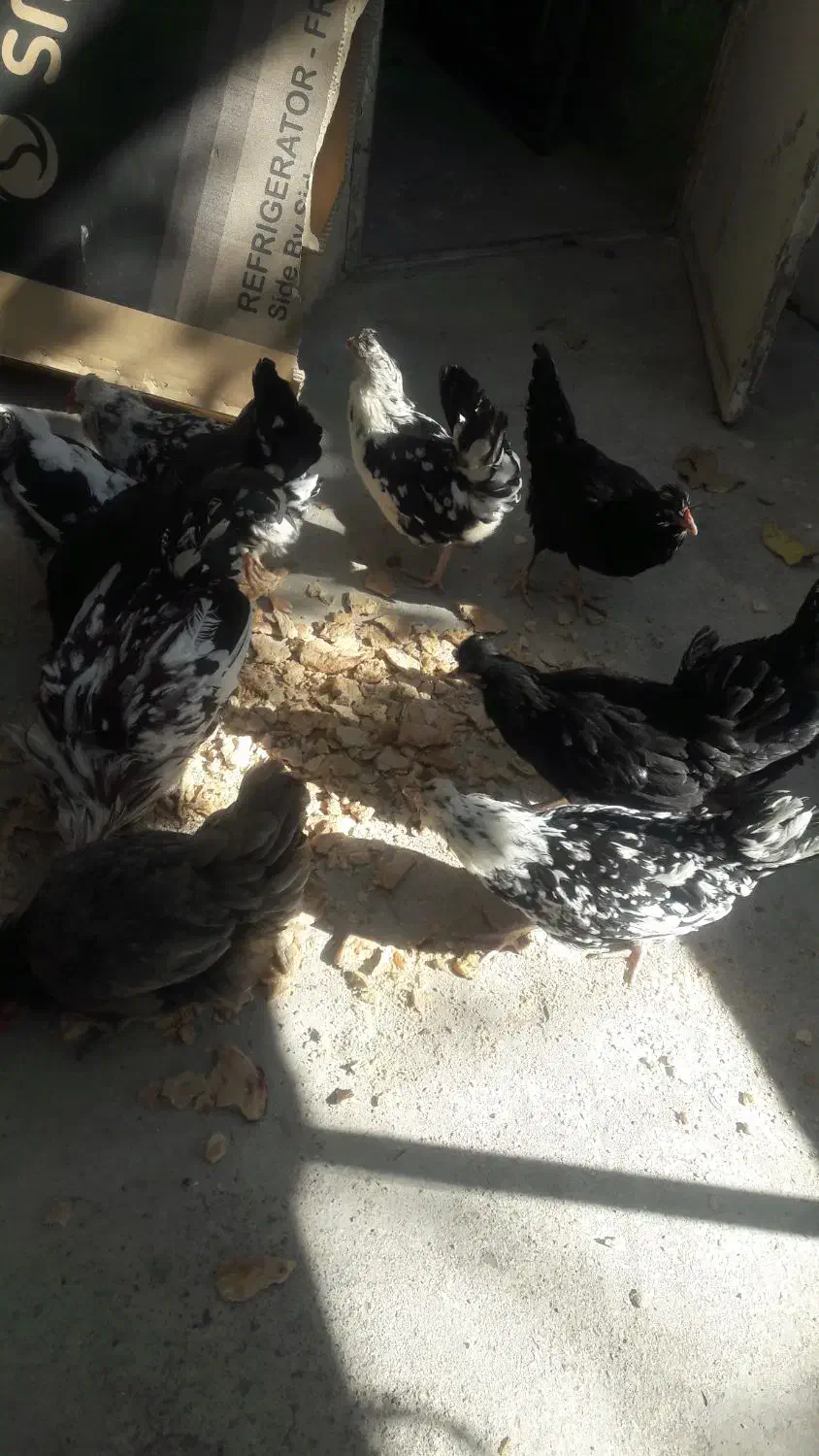 مرغ|حیوانات مزرعه|شاندیز, |دیوار