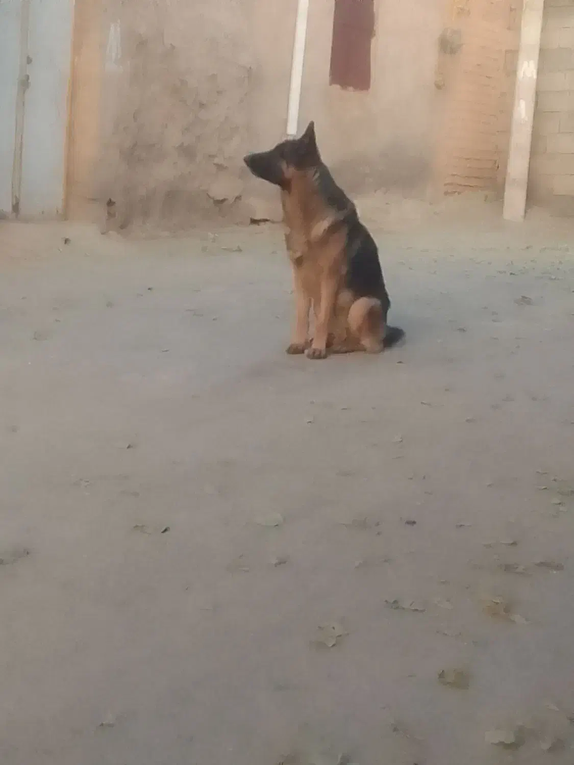 سگ ژرمن اصل|سگ|اراک, |دیوار