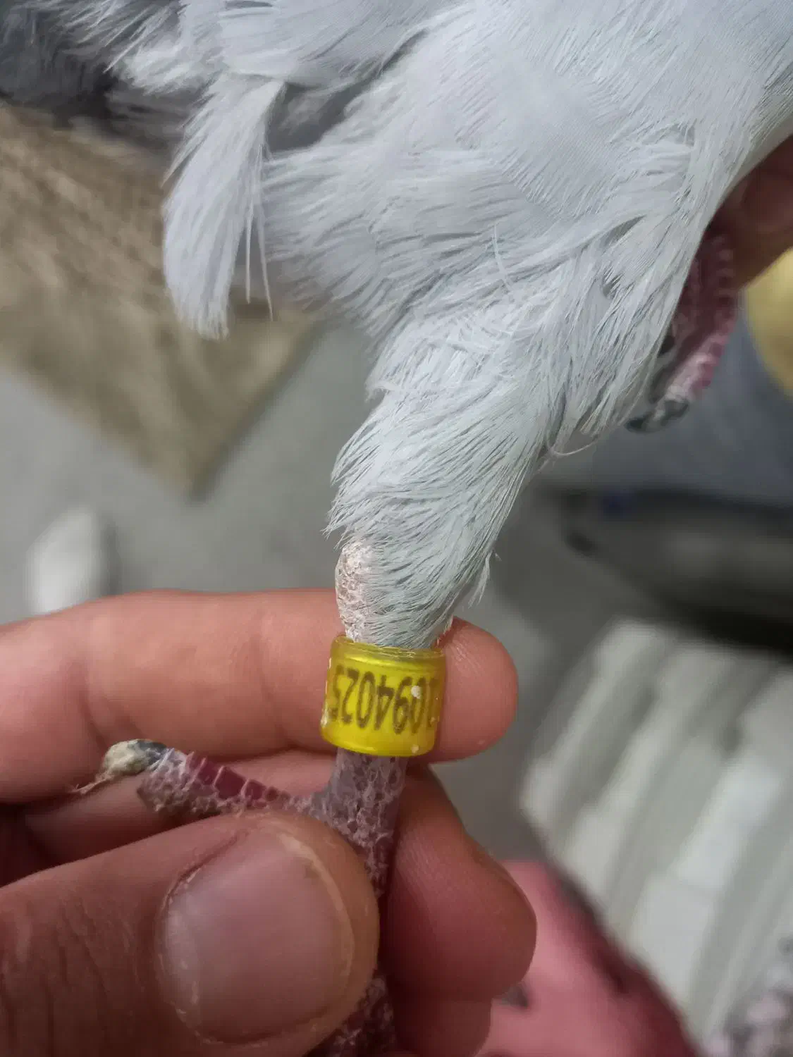 دوبر مسافتی غریبگیری|پرنده|سراب, |دیوار