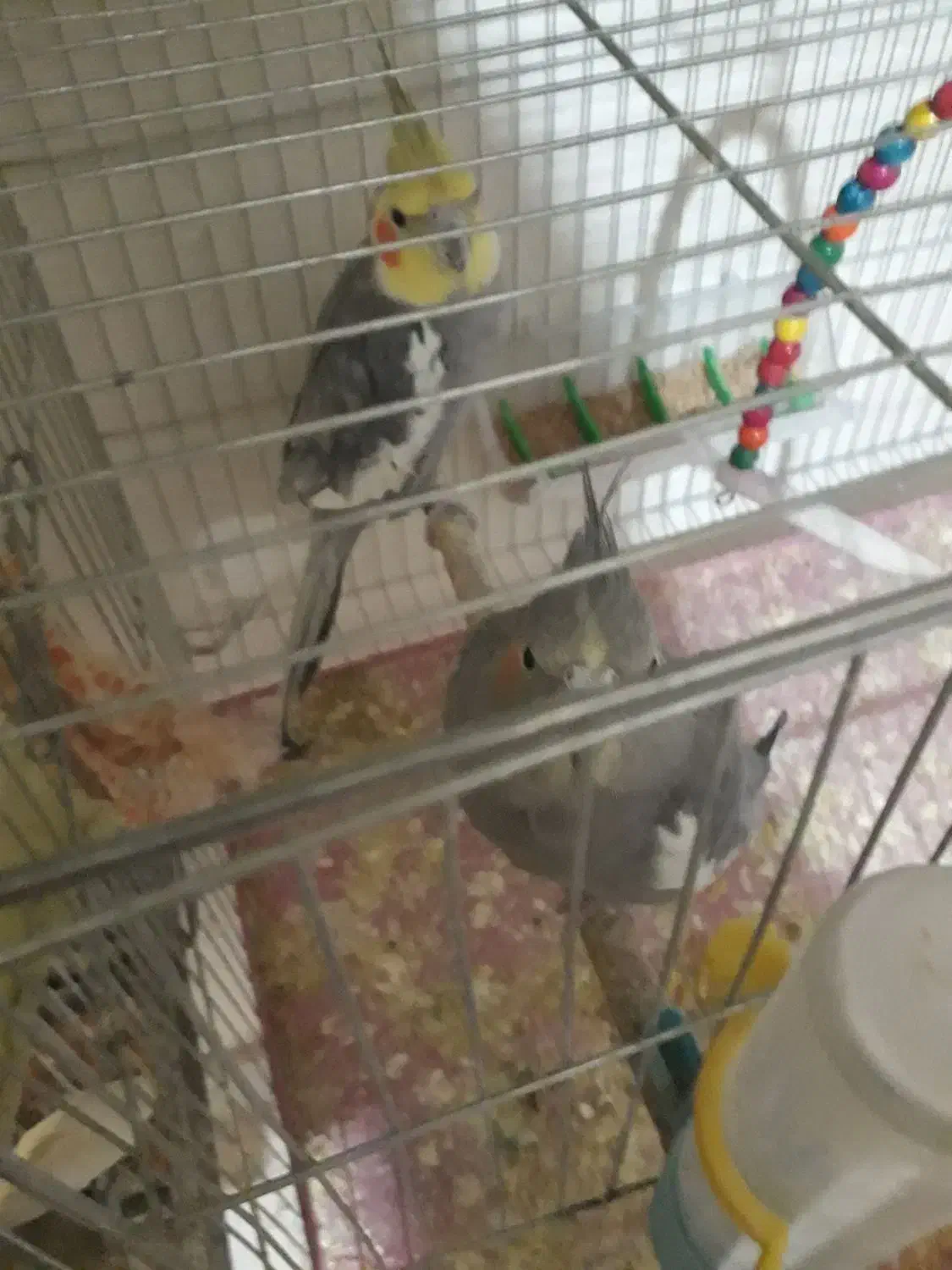 عروس،هلندی|پرنده|شاهینشهر, اقبال لاهوری|دیوار