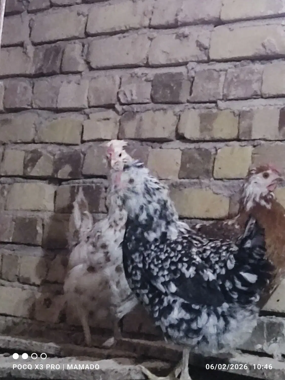 6 عدد مرغ گلین لری ریشو|حیوانات مزرعه|بوئین زهرا, |دیوار