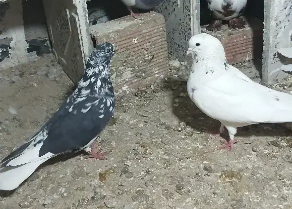 کبوتر|پرنده|اردبیل, |دیوار