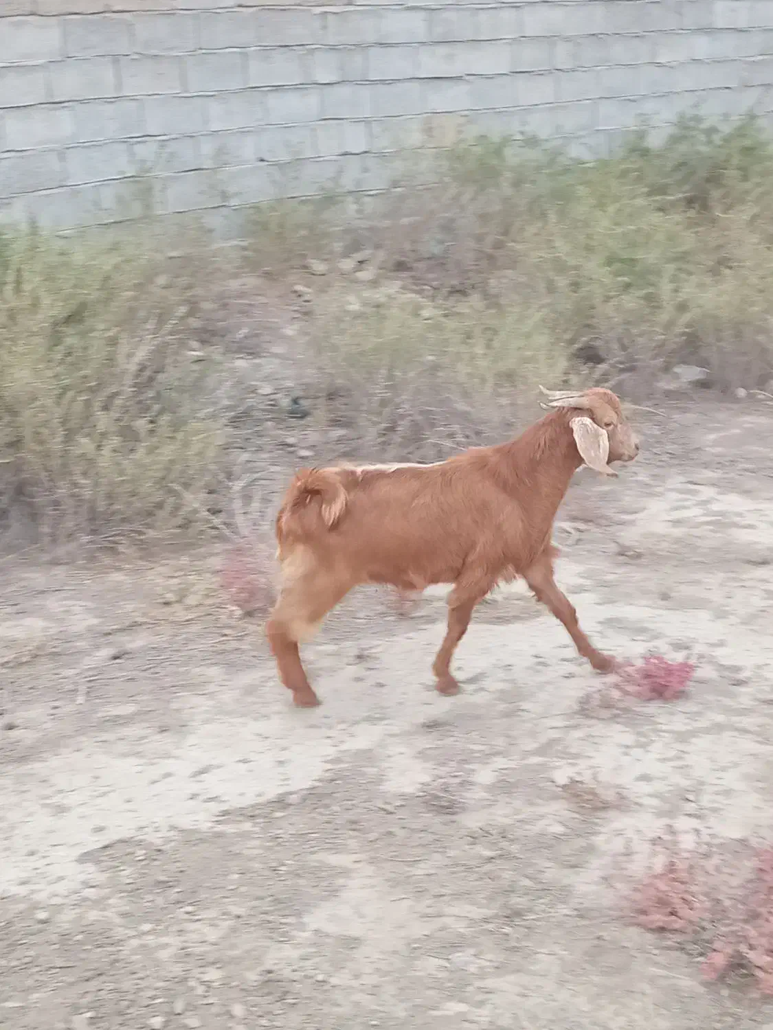 بزغاله نر|حیوانات مزرعه|چهاربرج, |دیوار