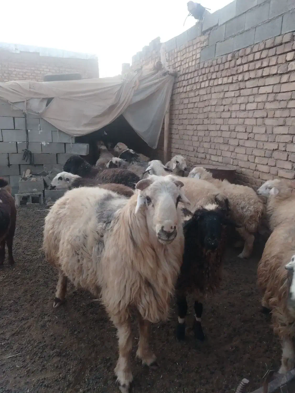 قوچ|حیوانات مزرعه|سمیرم, |دیوار