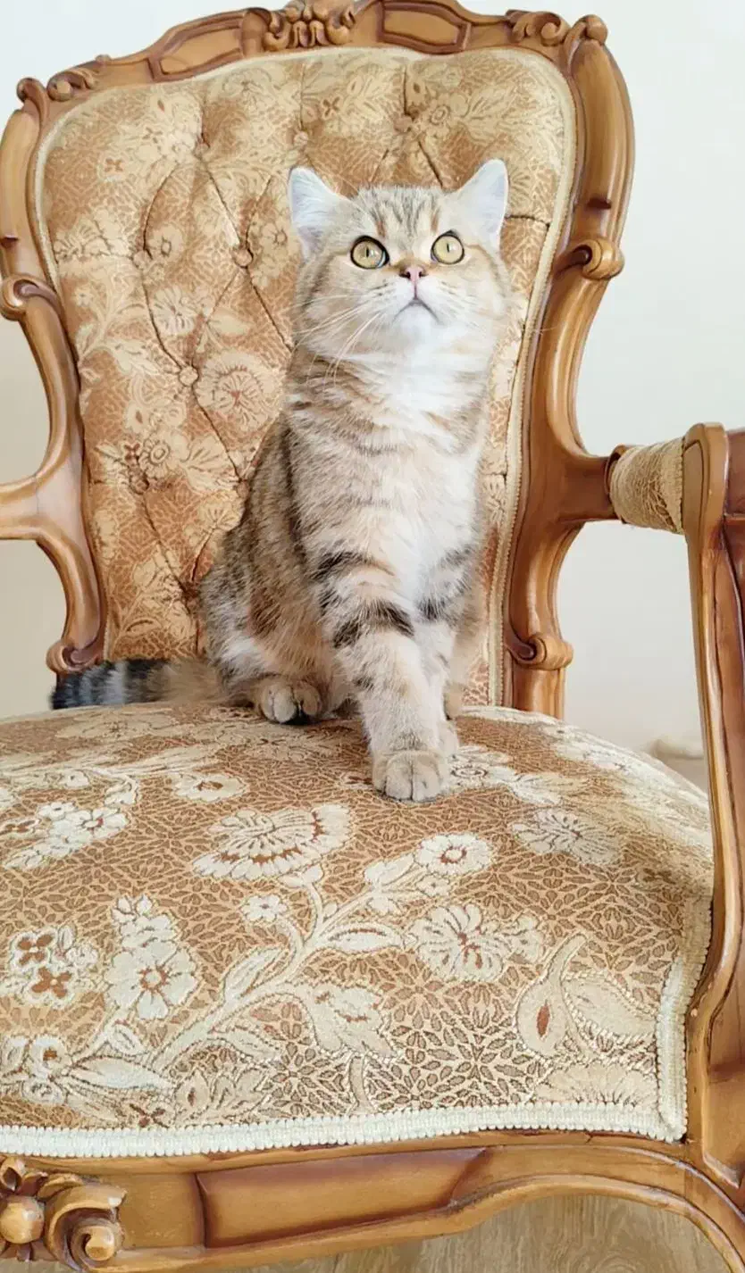 گربه نر بریتیش گلد|گربه|کرج, عظیمیه|دیوار