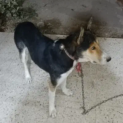 هاسکی|سگ|پرند, فاز ۴|دیوار