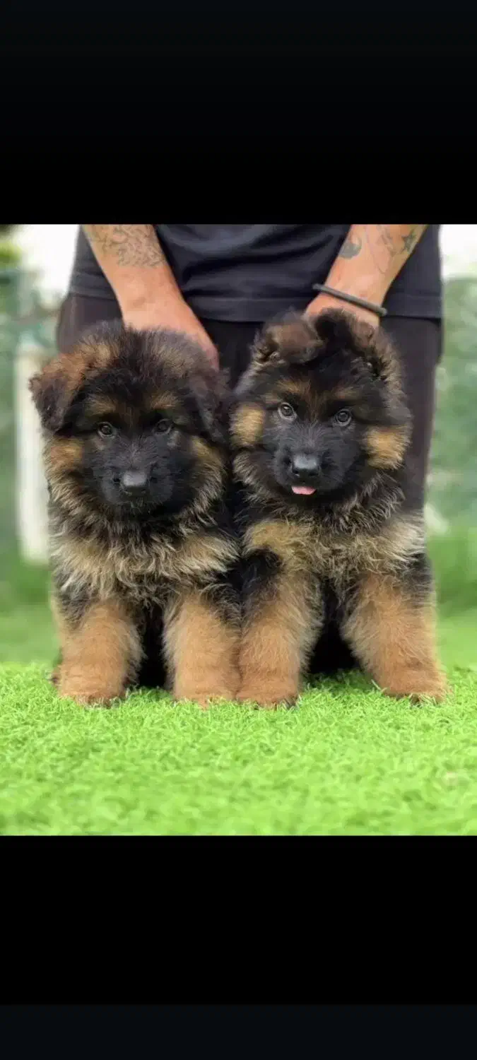 سگ ژرمن اصیل شولاین|سگ|شیراز, شهرک گلشن|دیوار