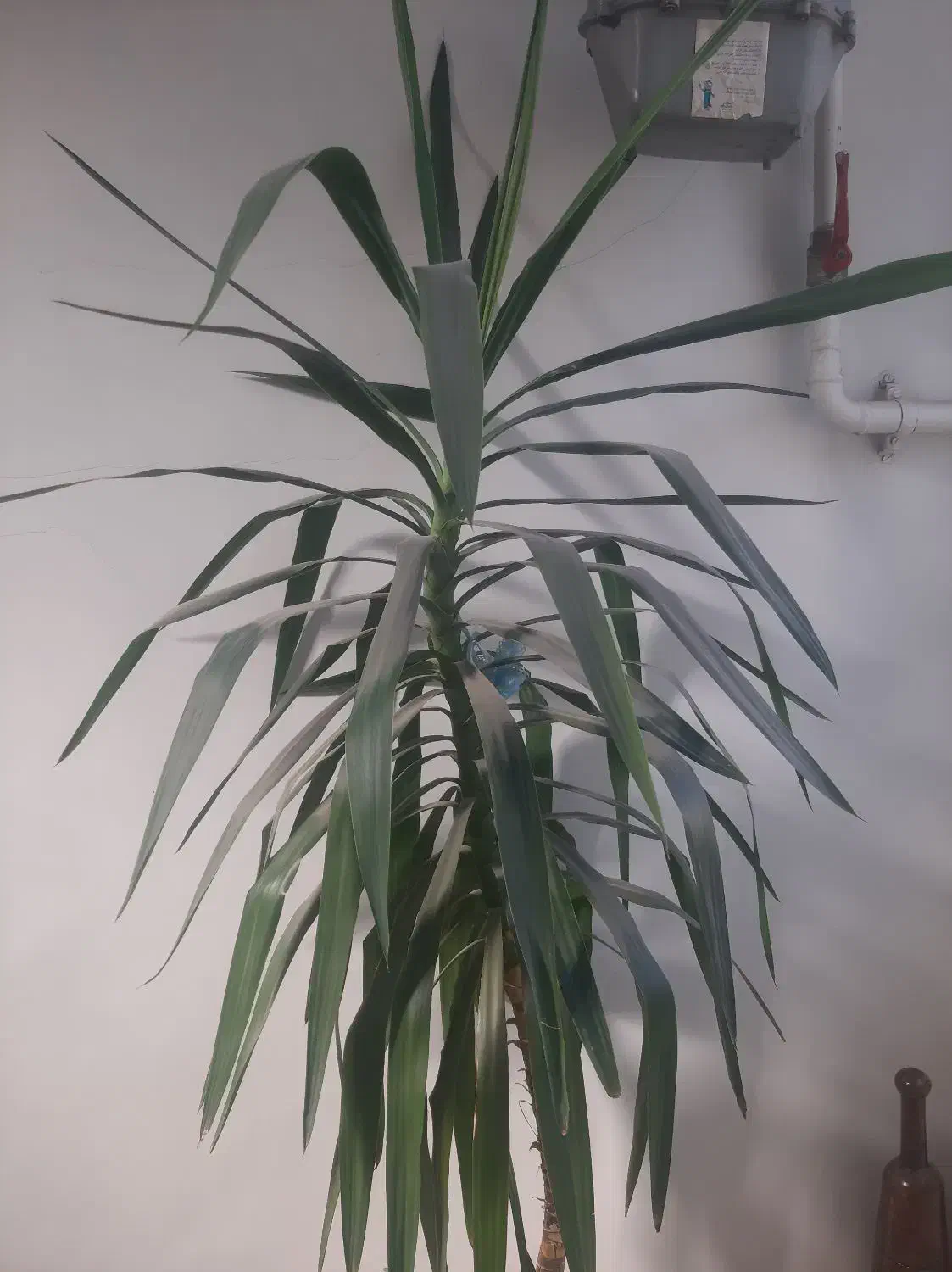 گل آپارتمانی یوکا|گل و گیاه طبیعی|تبریز, |دیوار