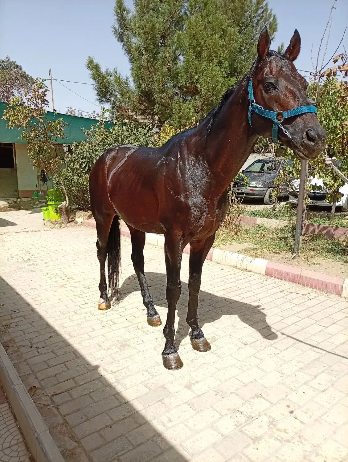 فروش نریون تروبرد|اسب و تجهیزات اسبسواری|رودهن, |دیوار