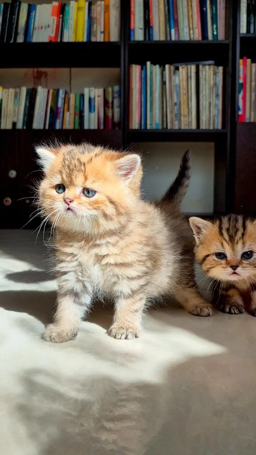 بریتیش عروسکی|گربه|کرج, گلستان|دیوار