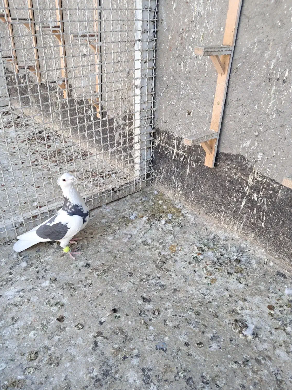 پرنده کفتر|پرنده|مشهد, کشف|دیوار