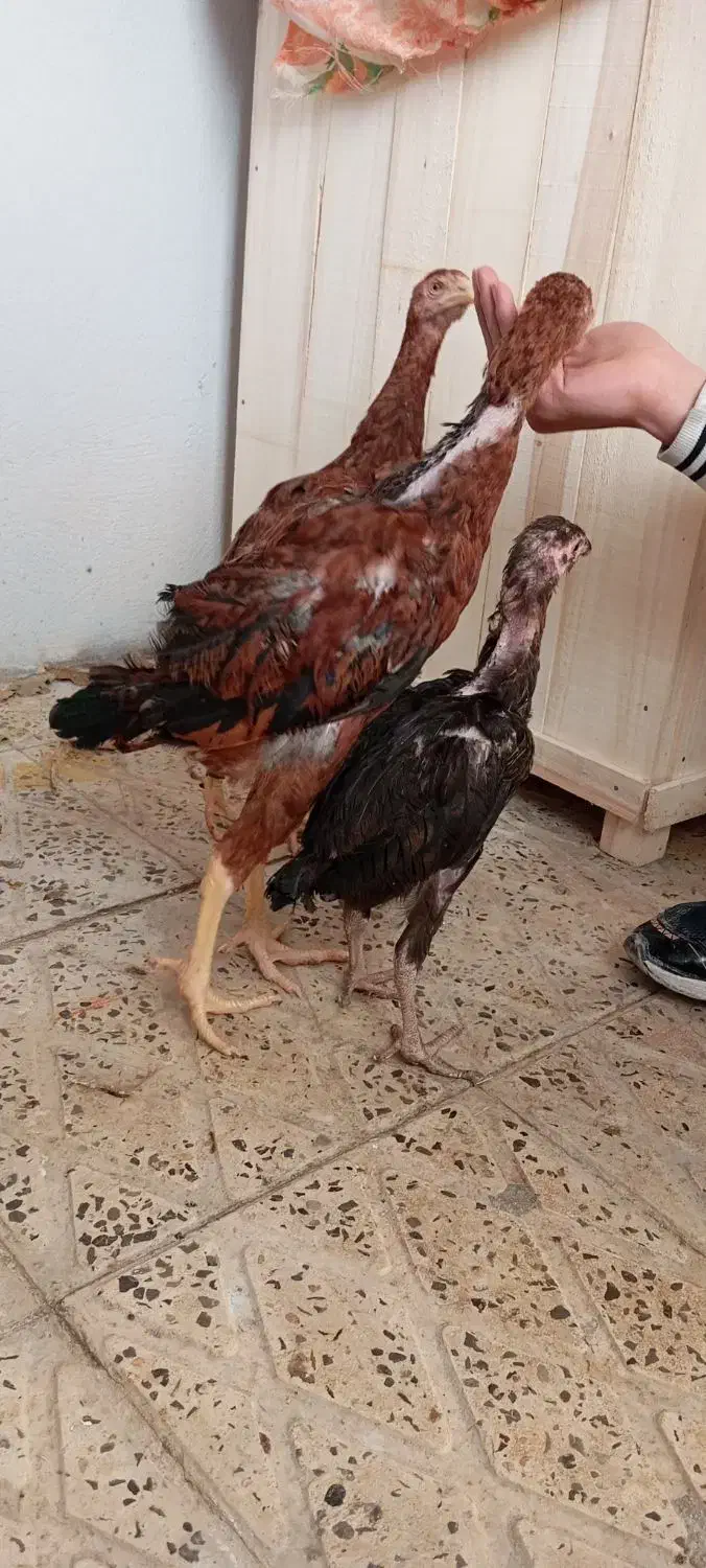 جوجه لاری|حیوانات مزرعه|ایلام, |دیوار