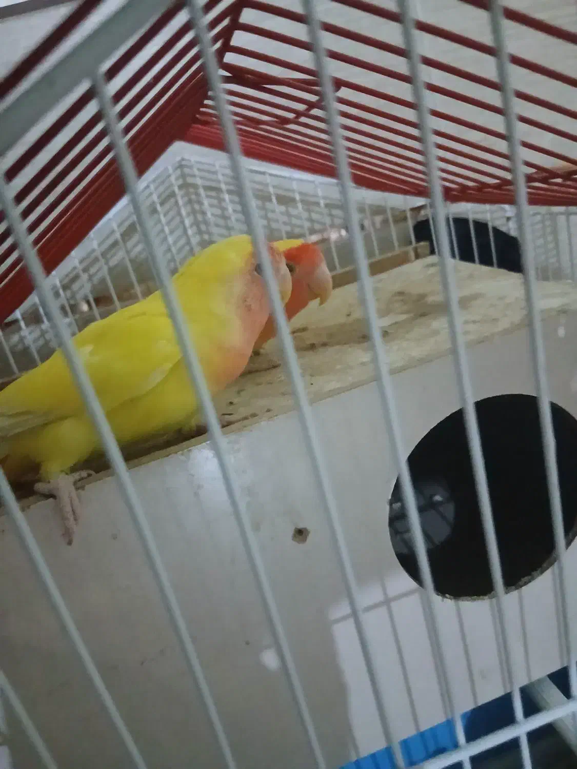 طوطی برزیلی مولد|پرنده|مبارکه, |دیوار