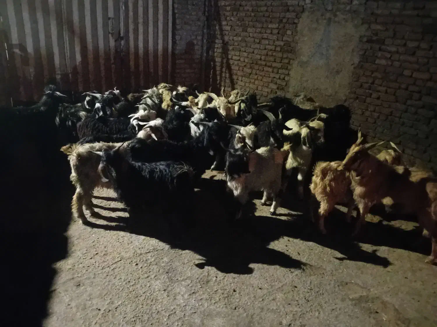 چپش نر فروشی|حیوانات مزرعه|سیلاخور, |دیوار