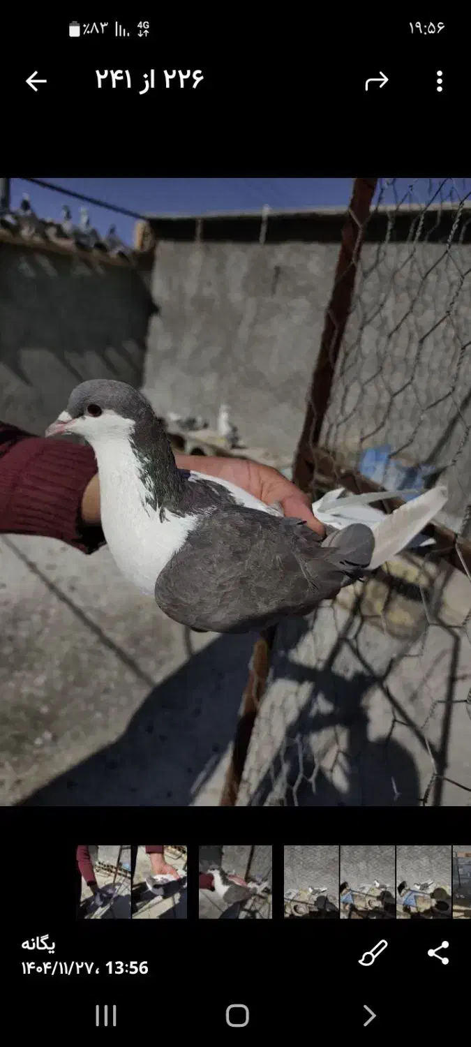 کبوتر|پرنده|مبارکه, |دیوار