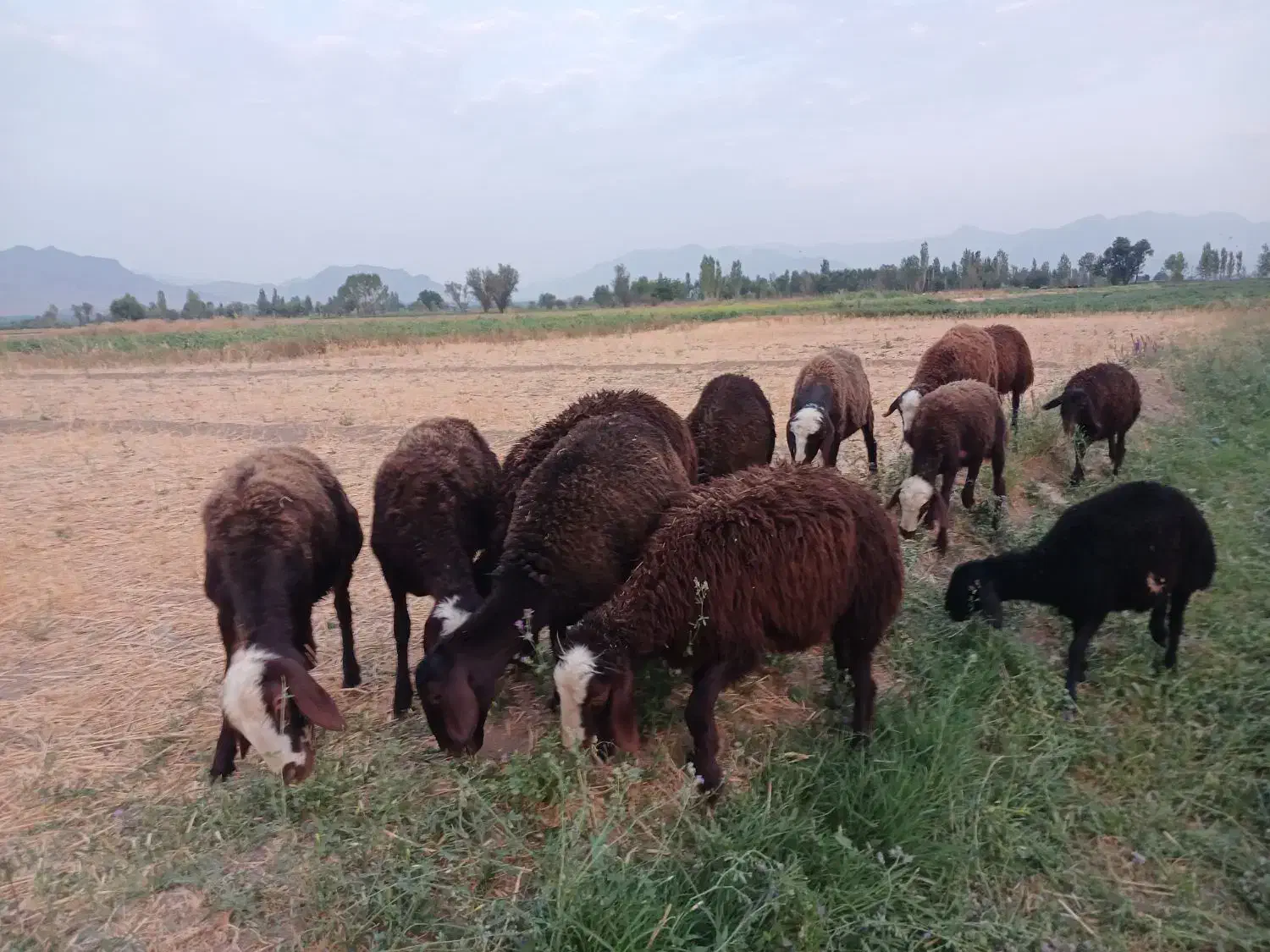 بره ، گوسفند|حیوانات مزرعه|قره چای, |دیوار