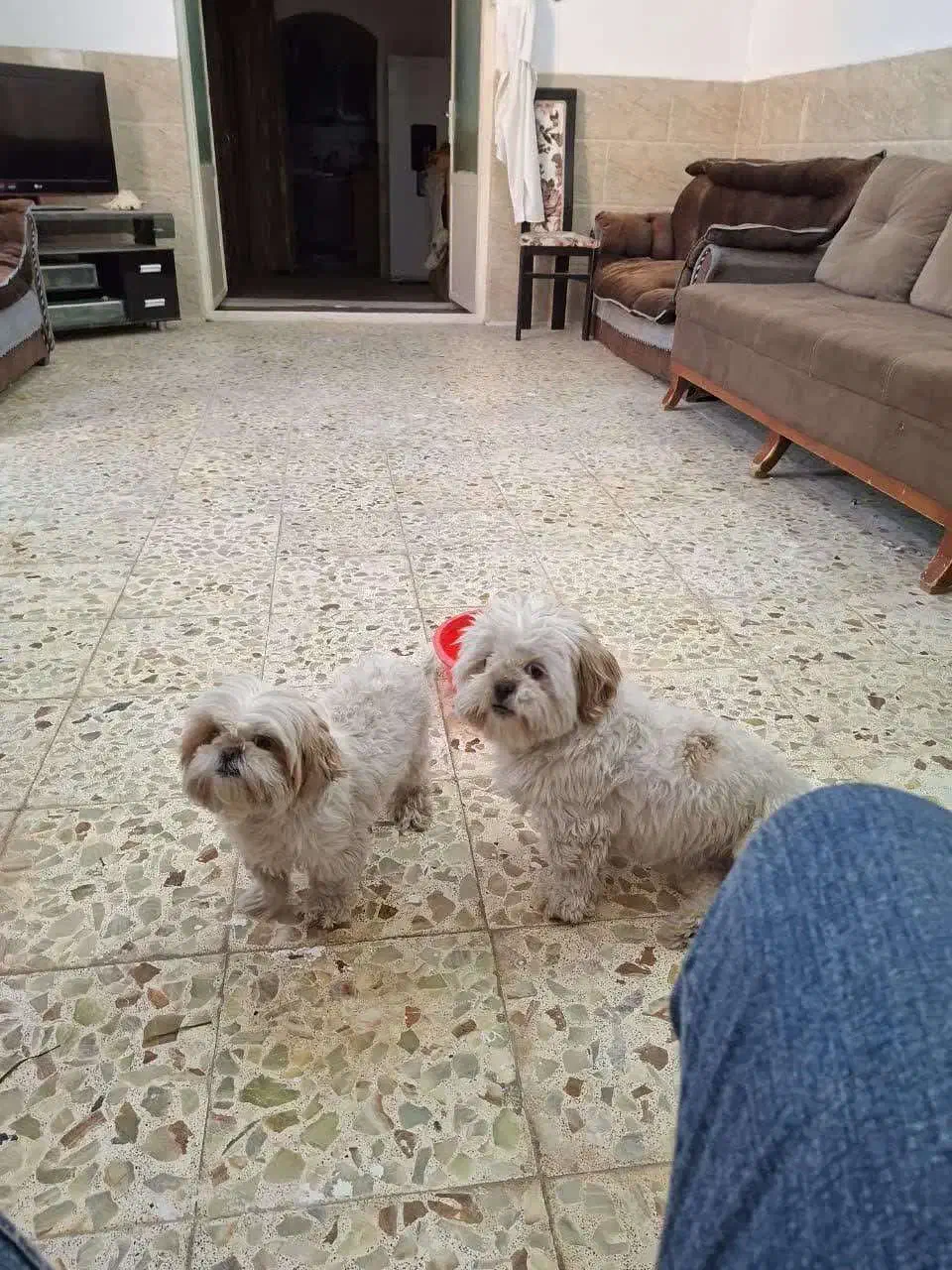 واگذاری سگ|سگ|یزد, |دیوار