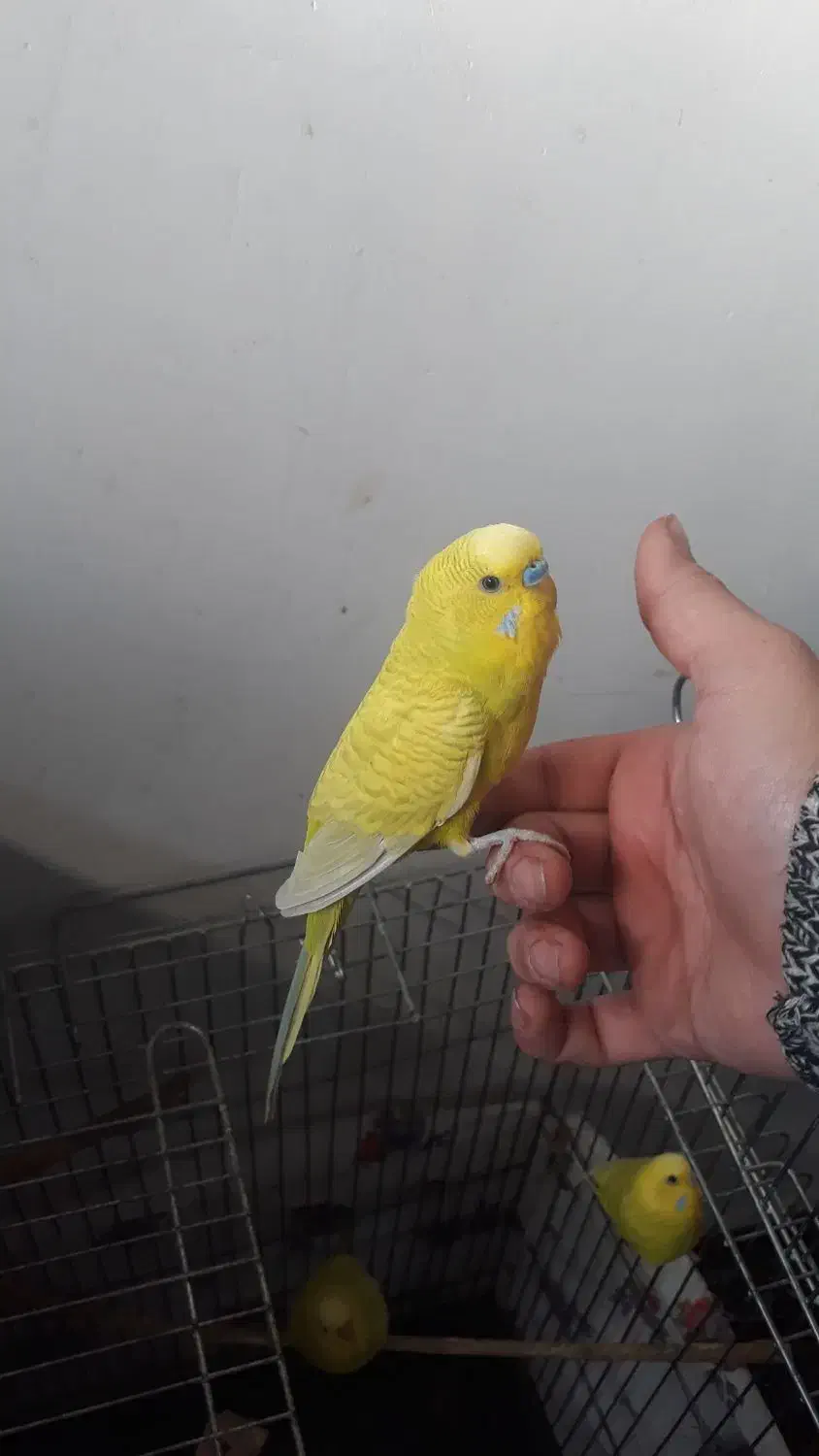 مرغ عشق‌ طوطی‌ رنگین‌کمانی|پرنده|گلستان (تهران), |دیوار