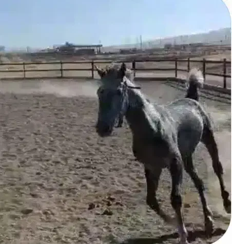 فروش اسب مادیان|اسب و تجهیزات اسبسواری|ماهیدشت, |دیوار