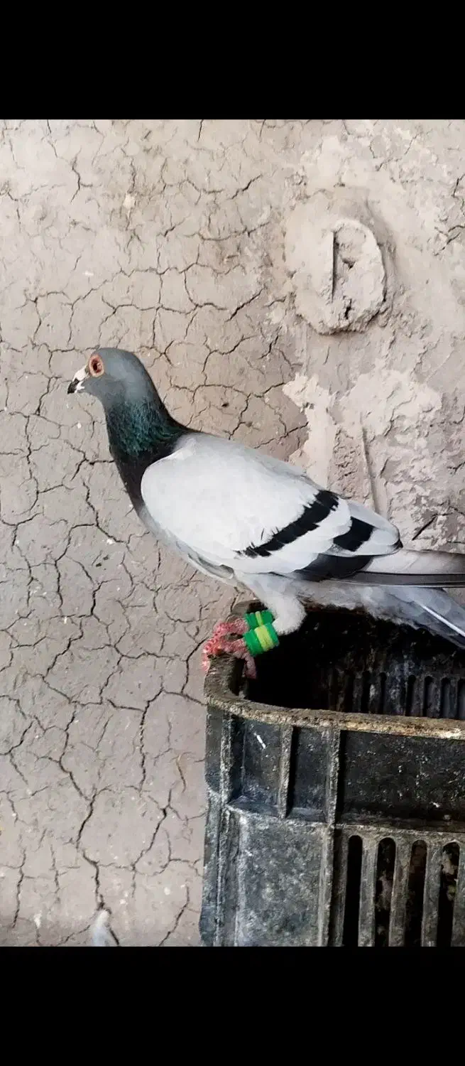 کفتر|پرنده|فریمان, |دیوار