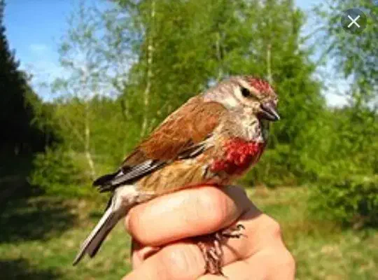 سهره سینه سرخ|پرنده|خمینی‌شهر, |دیوار