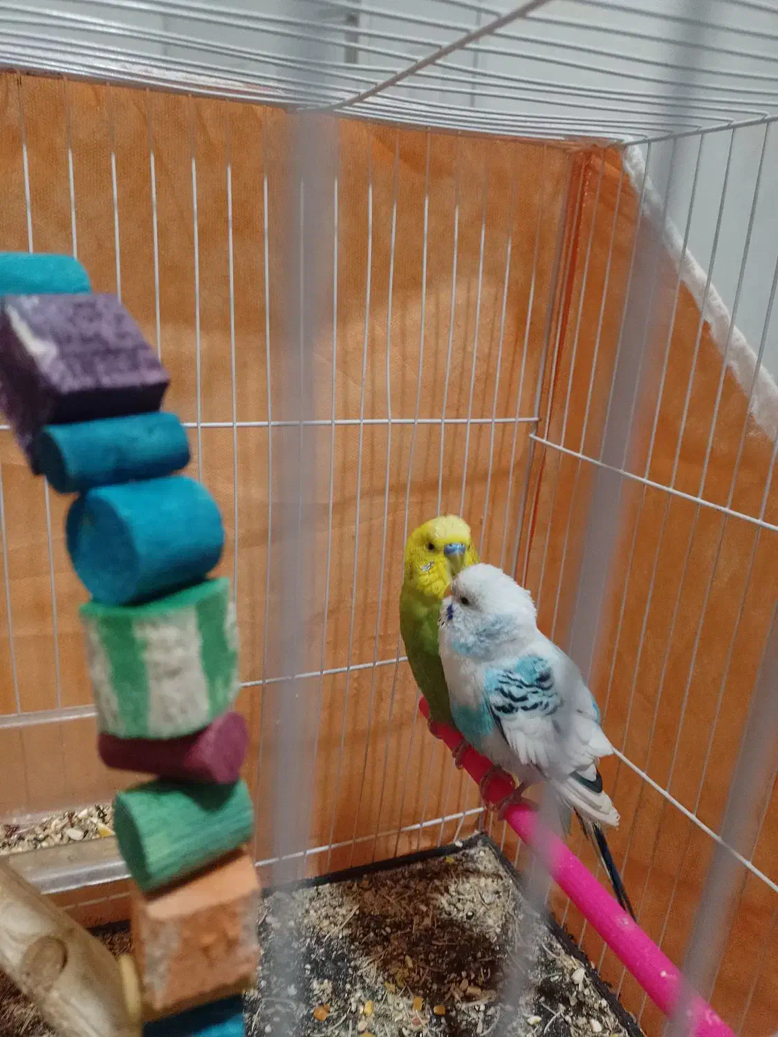 مرغ  عشق|پرنده|مشهد, حسین‌آباد|دیوار