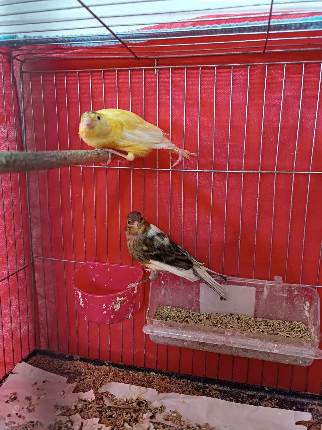 ماده قناری|پرنده|یزد, |دیوار