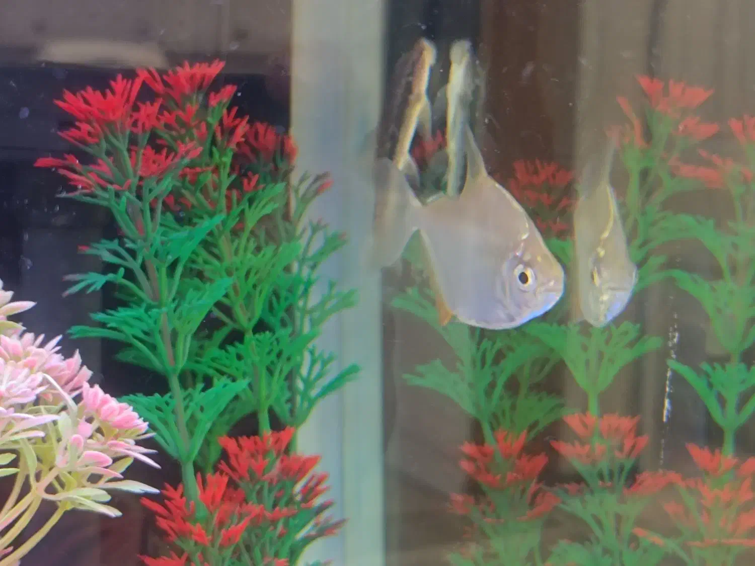 انواع ماهی|ماهی|تهران, دانشگاه شریف|دیوار