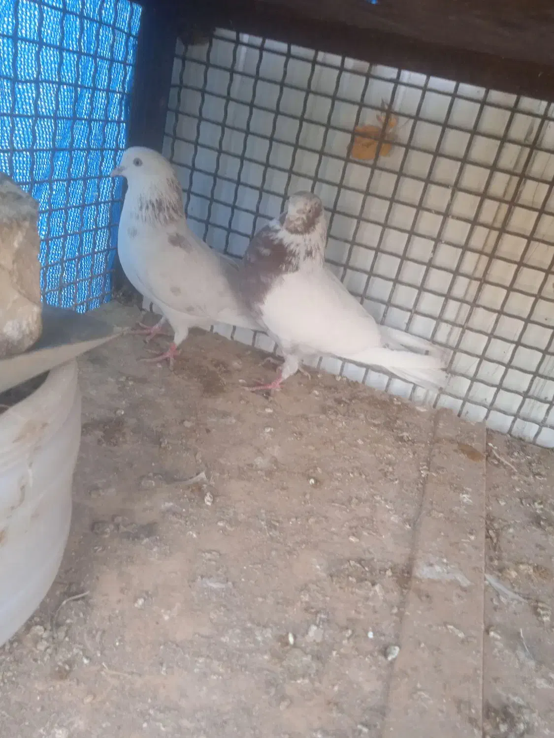 کفتر پرشی به شرط|پرنده|شریفآباد, |دیوار