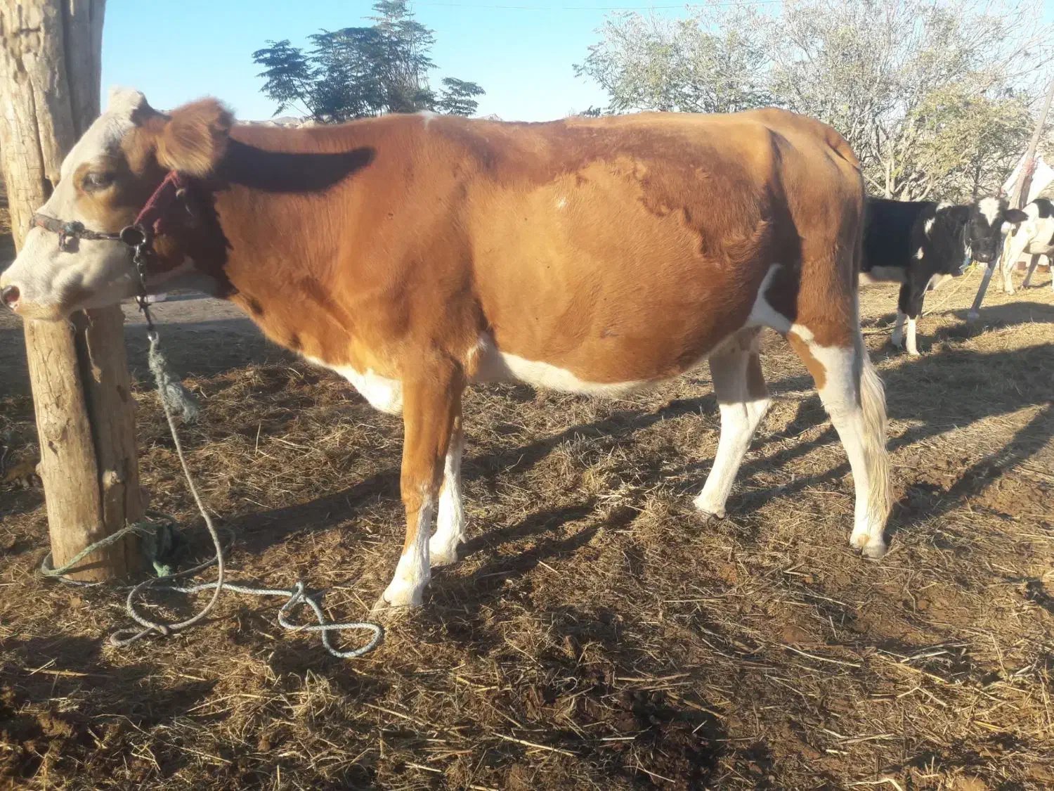 گاو سیمینتال قرمز ۸ماه آبستن یک شکم زاییده تلیسه|حیوانات مزرعه|مراوه, |دیوار