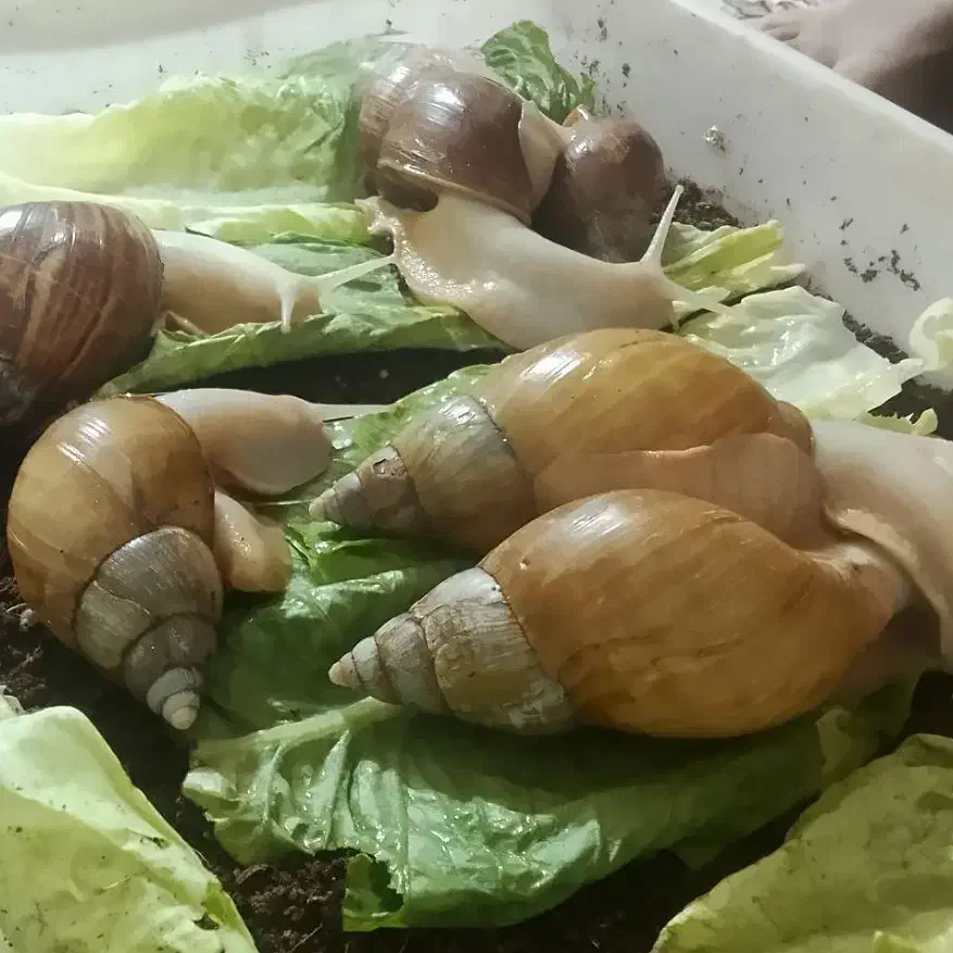 کوچک صد هزار|خزنده|آبش احمد, |دیوار