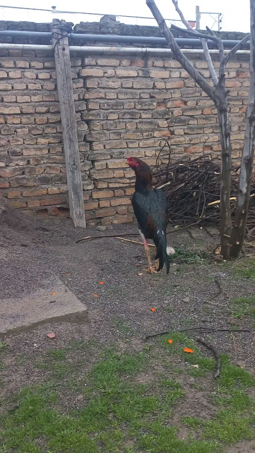 ۲۵۰۰۰۰۰|حیوانات|آق قلا, |دیوار