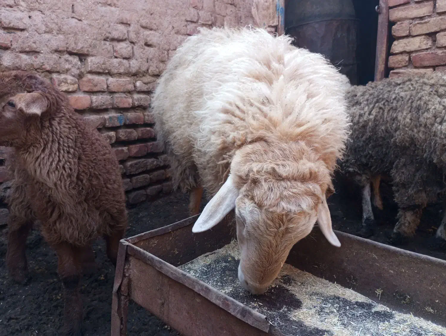 گوسفند .قوچ|حیوانات مزرعه|باشتین, |دیوار