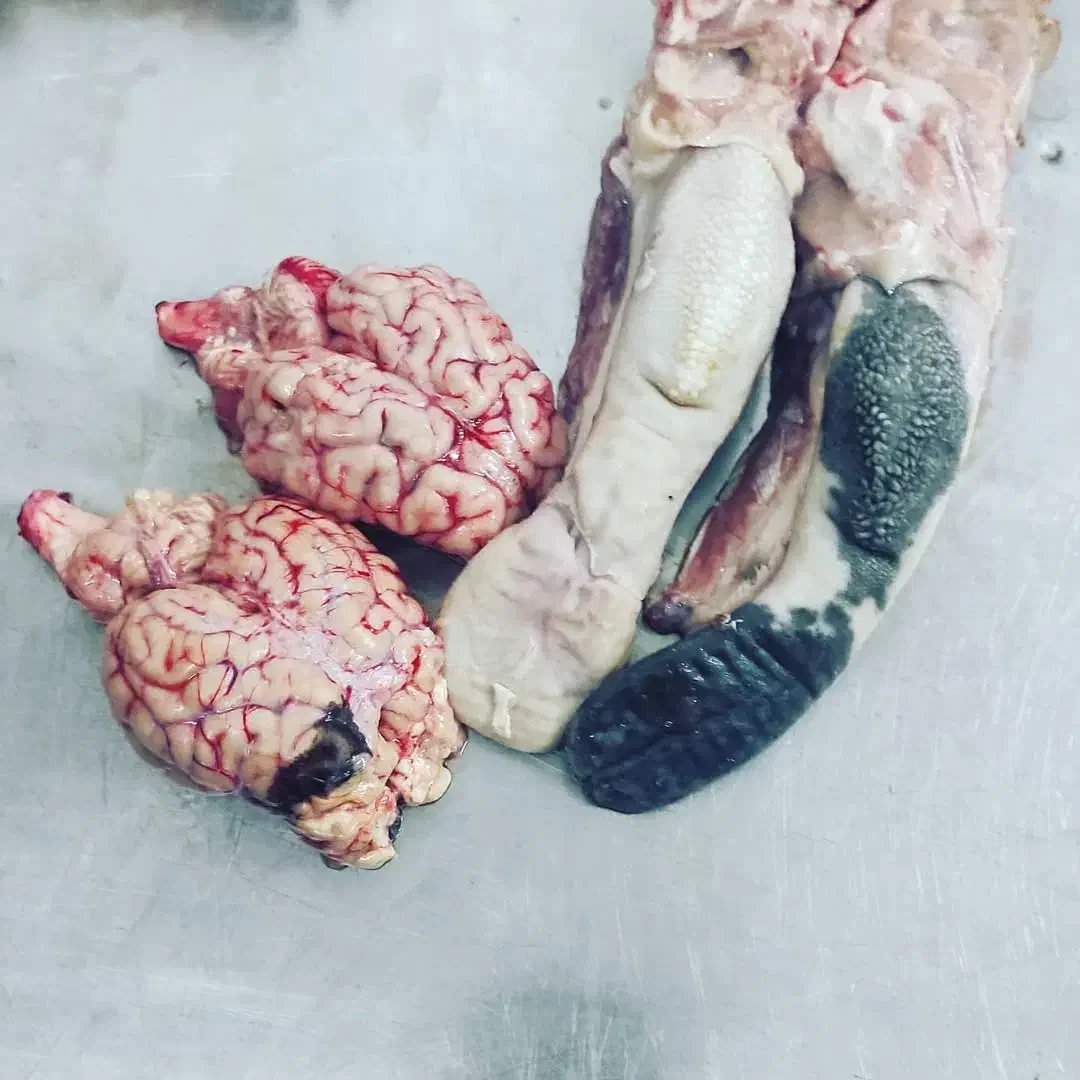 کله پاچه میش بره بز|خوردنی و آشامیدنی|اسلامشهر, شهرک سعیدیه|دیوار