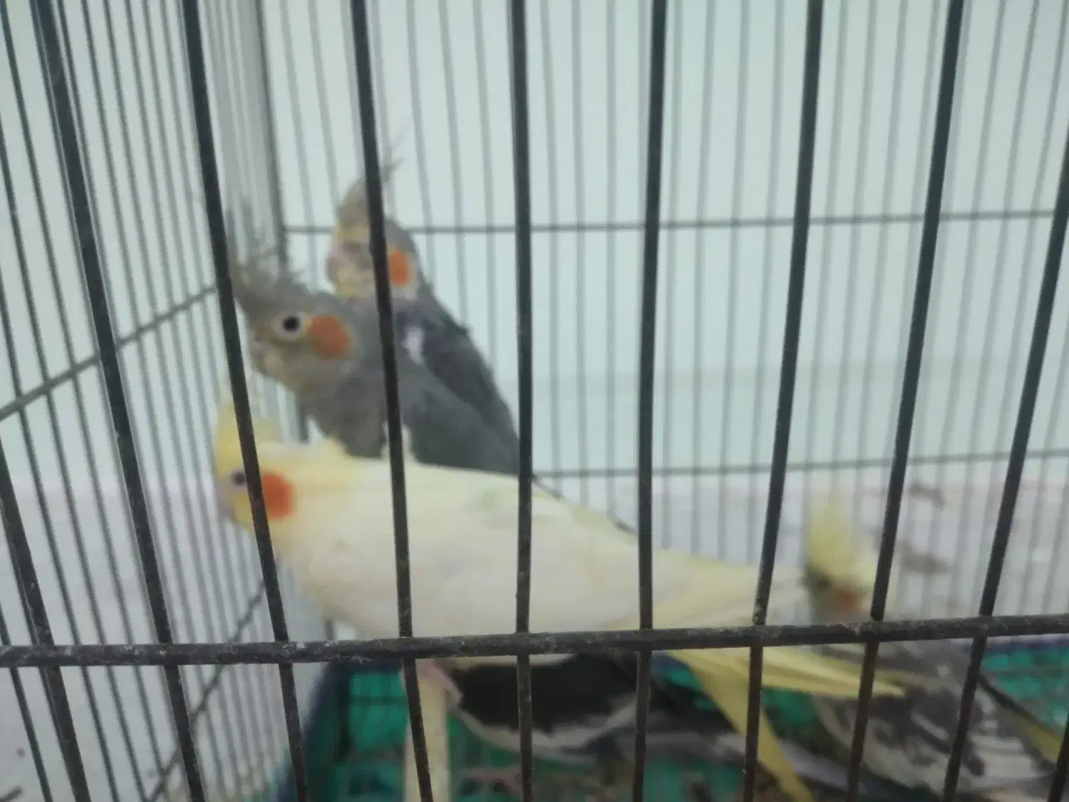 عروس هلندی ۳ جفت|پرنده|کلاچای, |دیوار