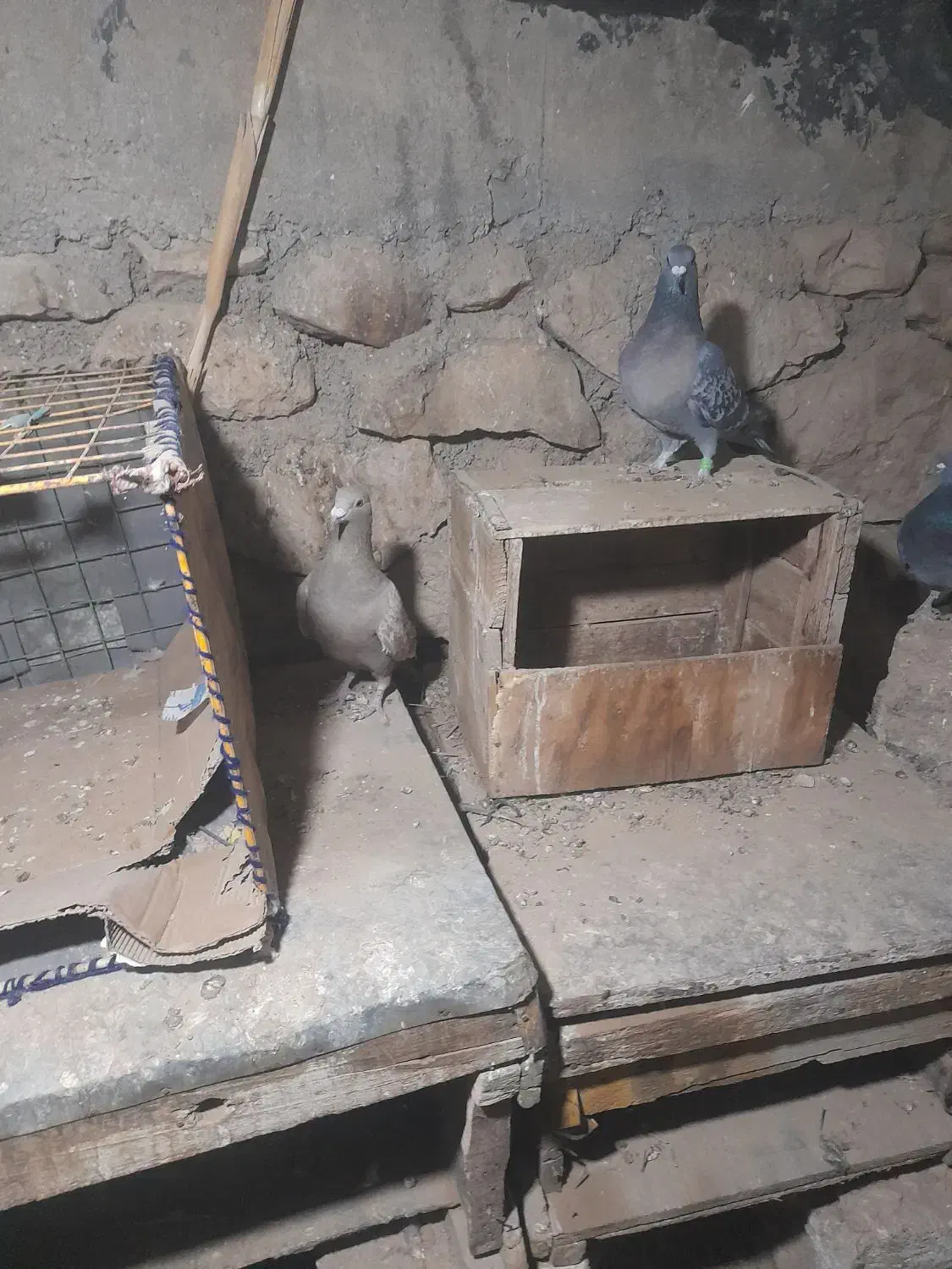 کبوتر پلاکی دورگ|پرنده|بهبهان, |دیوار